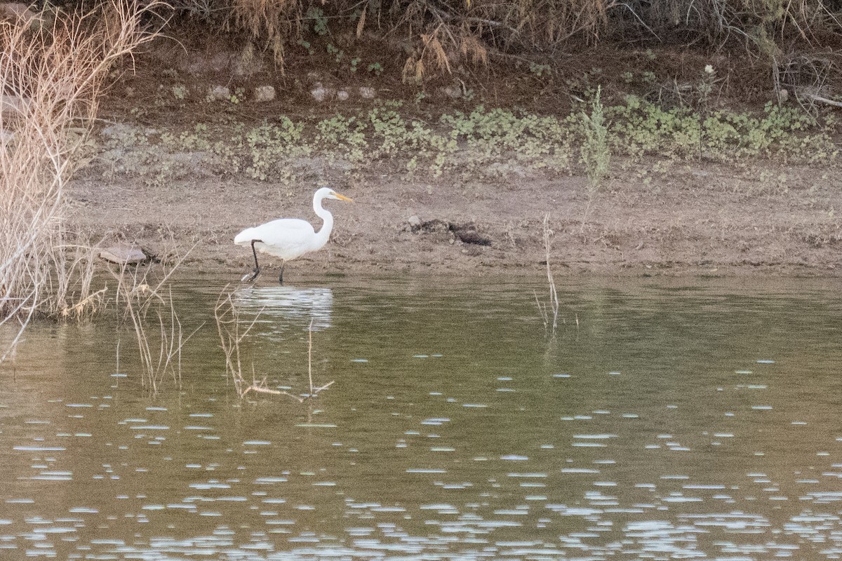 Silberreiher - ML645869225