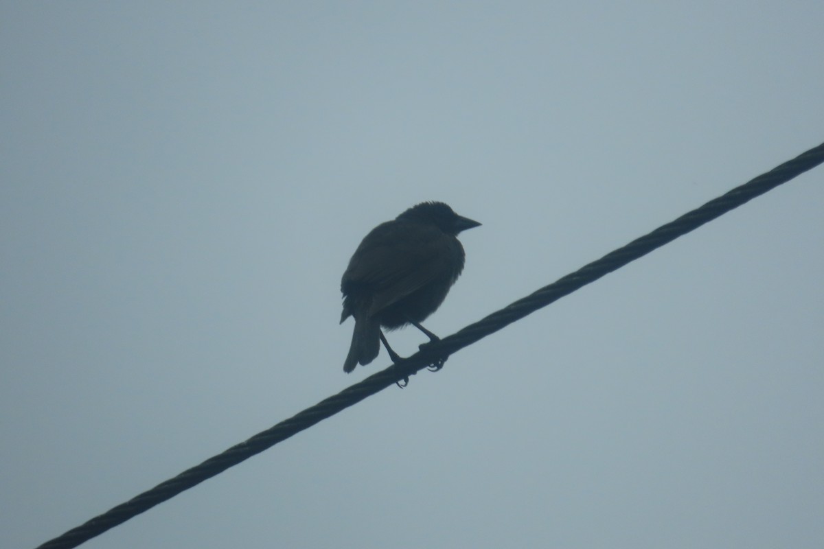 Scrub Blackbird - ML645869241