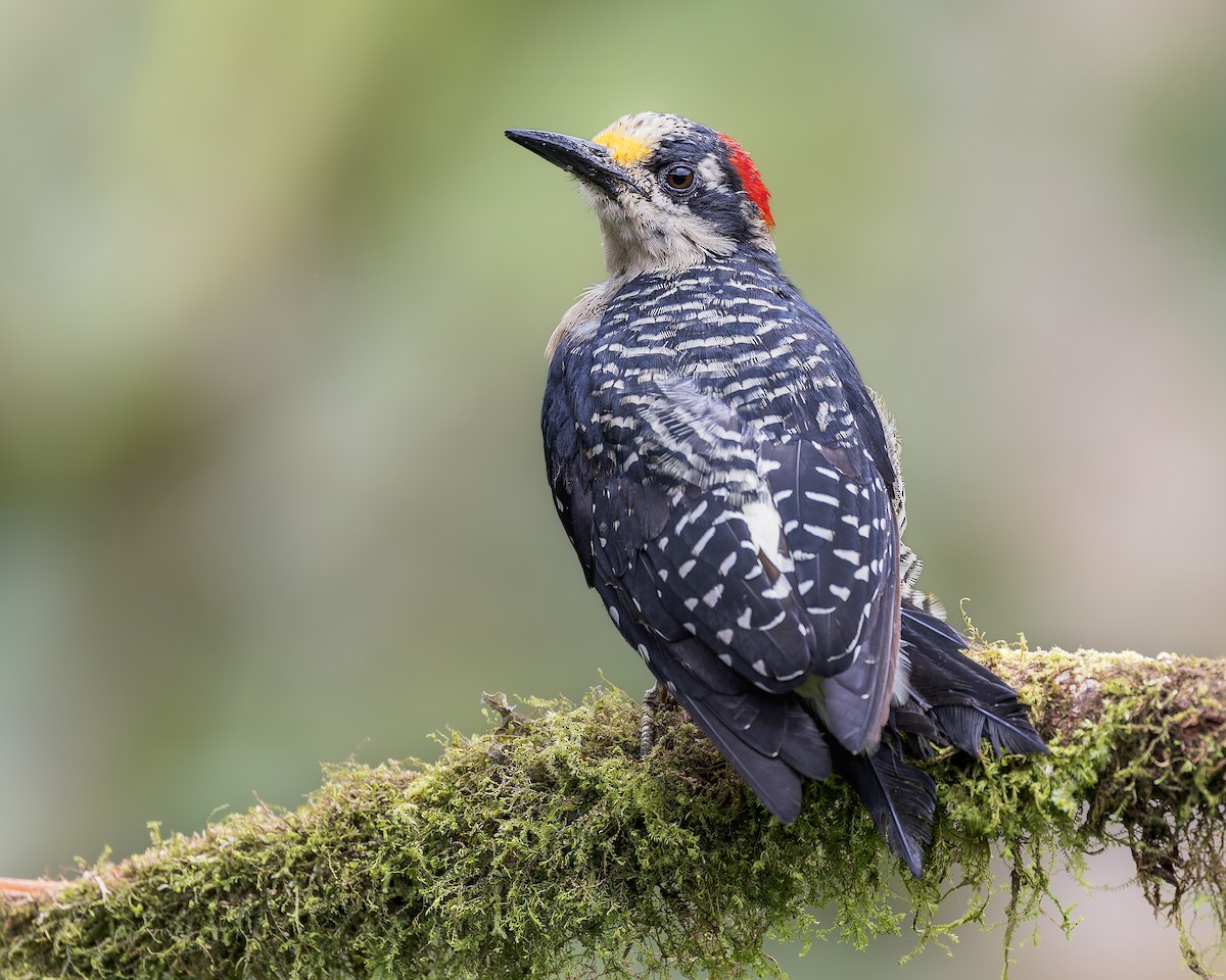Black-cheeked Woodpecker - ML645869247