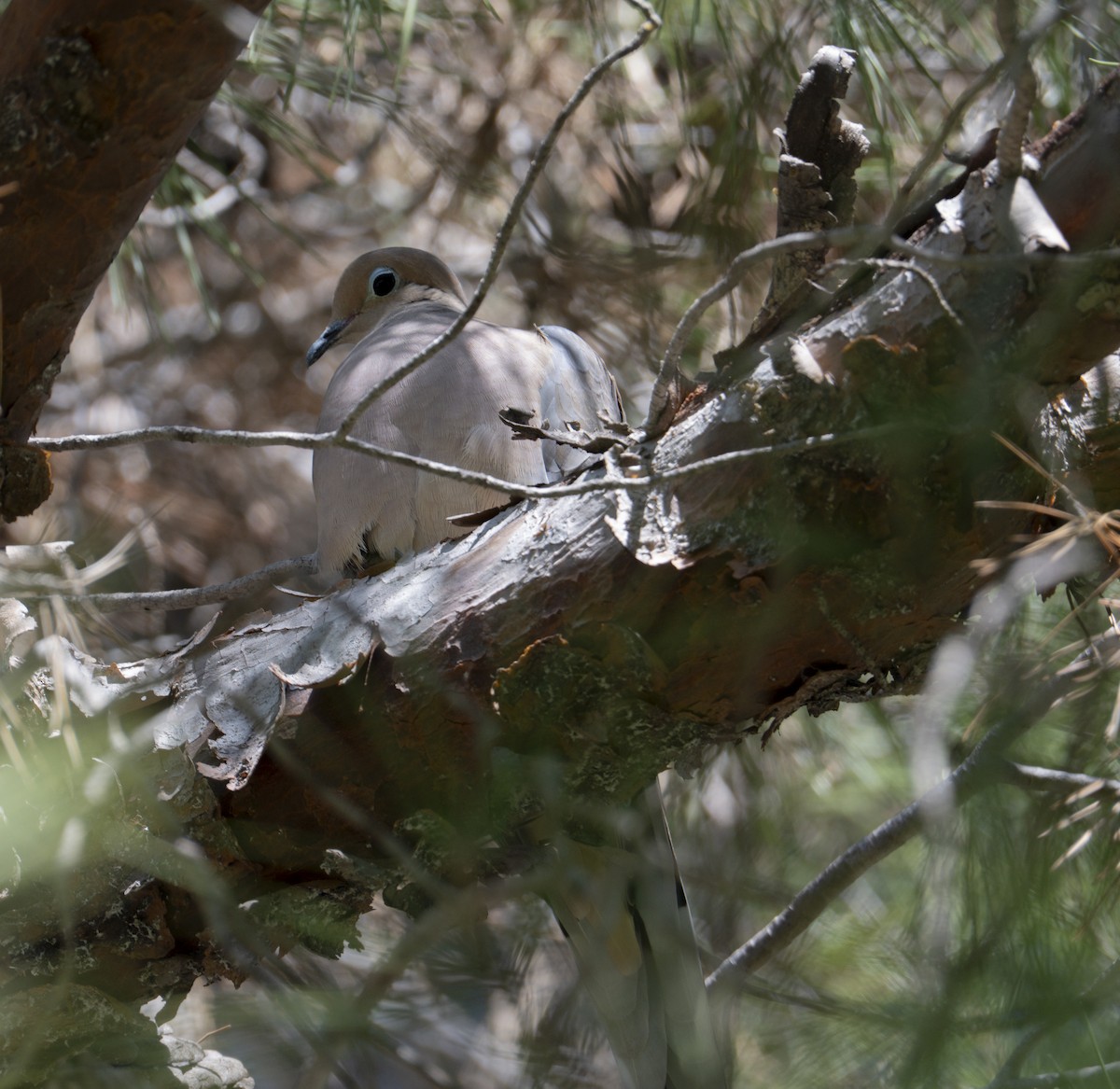 Mourning Dove - ML645869249