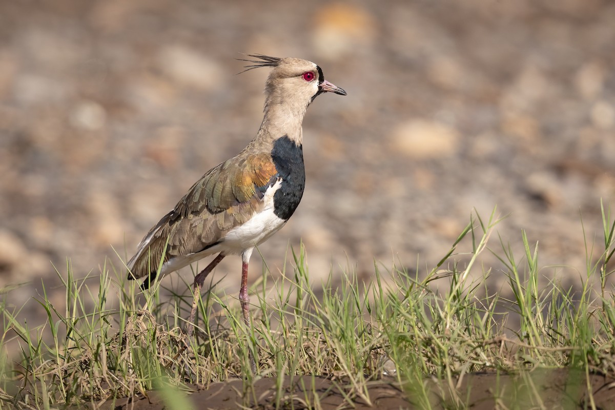 Southern Lapwing - ML645869250