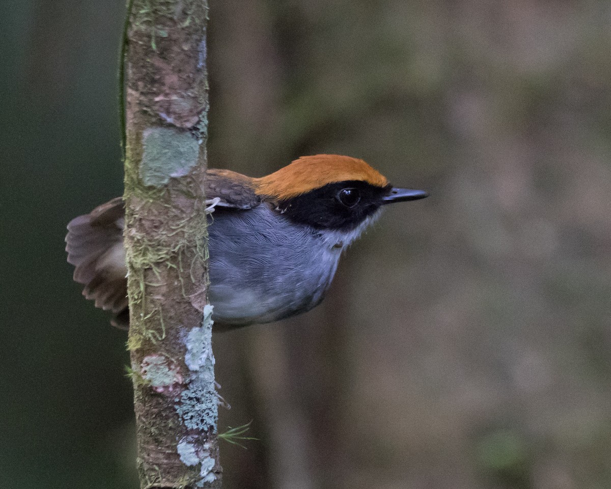 Black-cheeked Gnateater - ML645869254