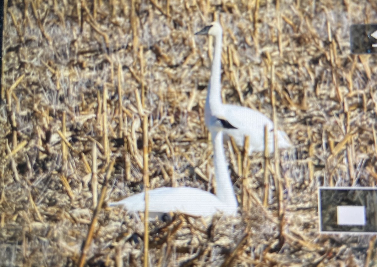 Лебідь-трубач - ML645869255