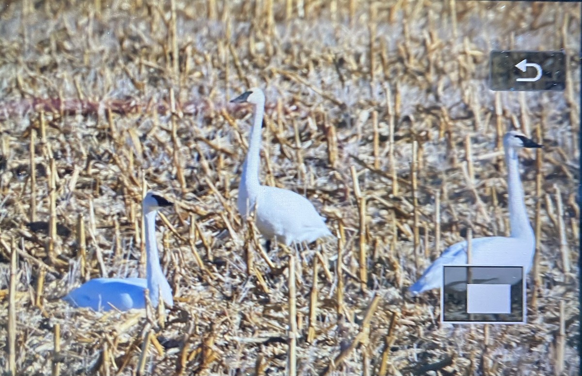 Лебідь-трубач - ML645869256