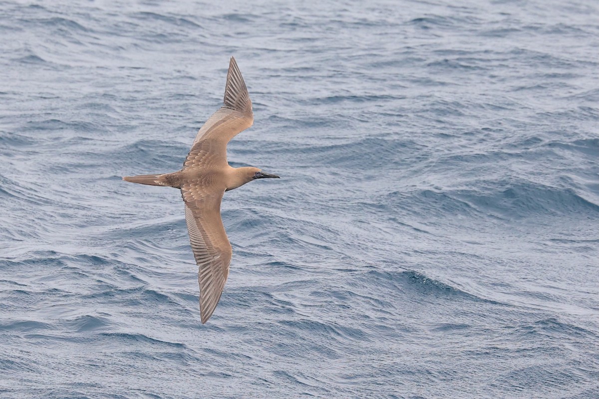 Rotfußtölpel (websteri) - ML645869259