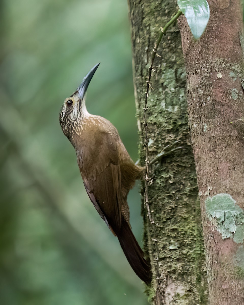 Trepatroncos Gorjiblanco - ML645869261