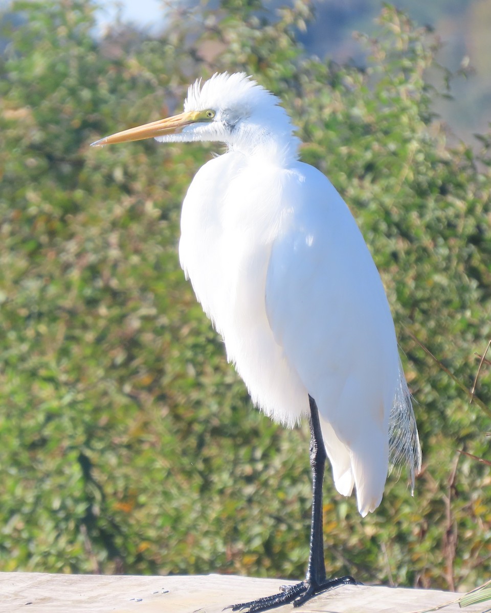 Silberreiher - ML645869262