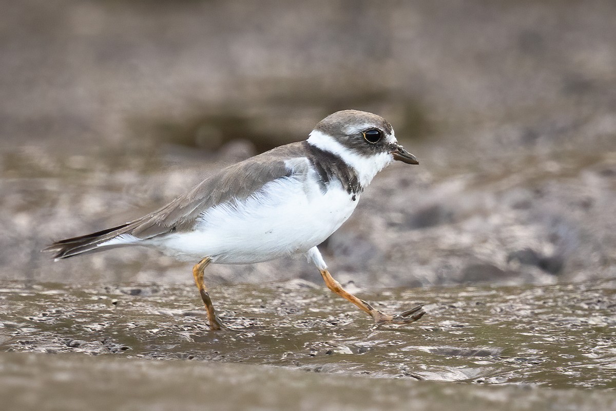 Semipalmated Plover - ML645869263