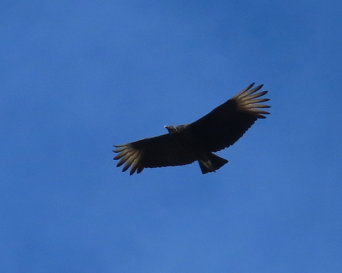 Black Vulture - ML645869264