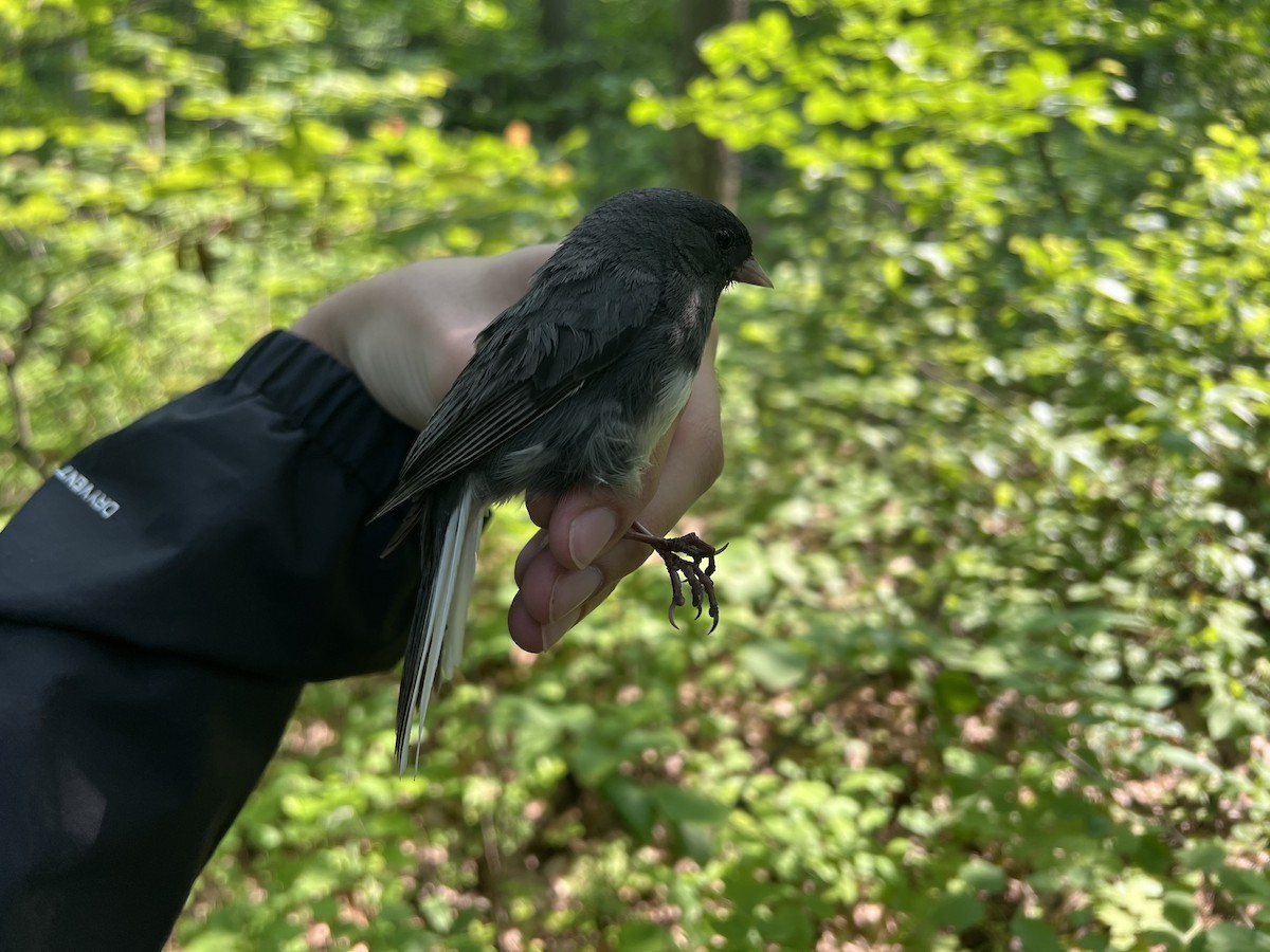 Dark-eyed Junco - ML645869272