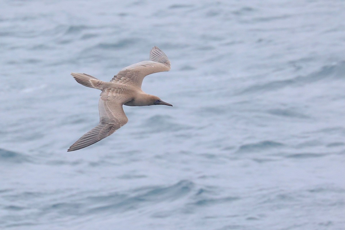 Rotfußtölpel - ML645869273