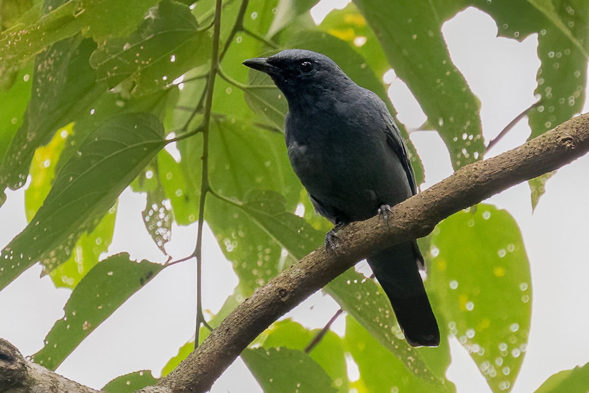 Sulawesi Cicadabird - ML645869278