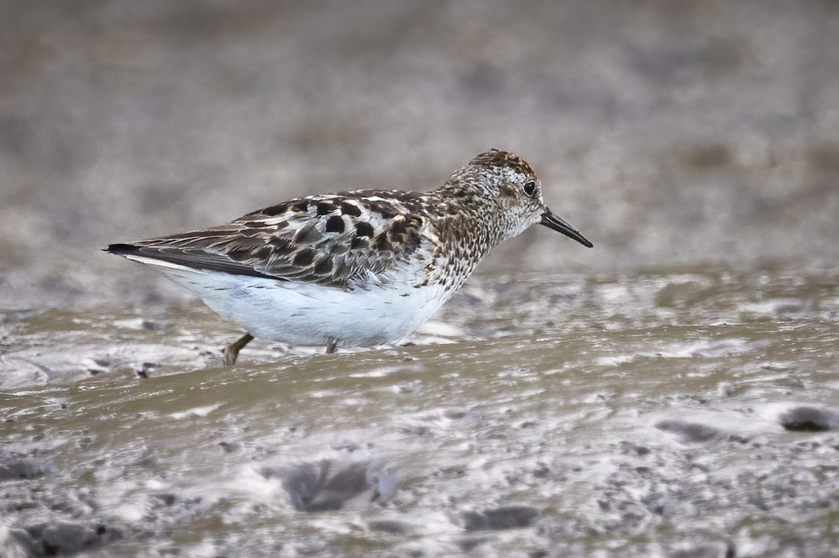 Least Sandpiper - ML645869279