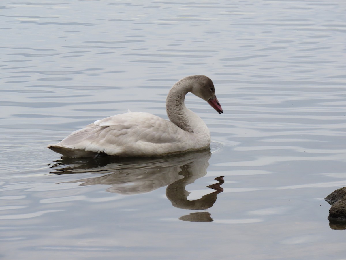 Tundra Swan - ML645869281