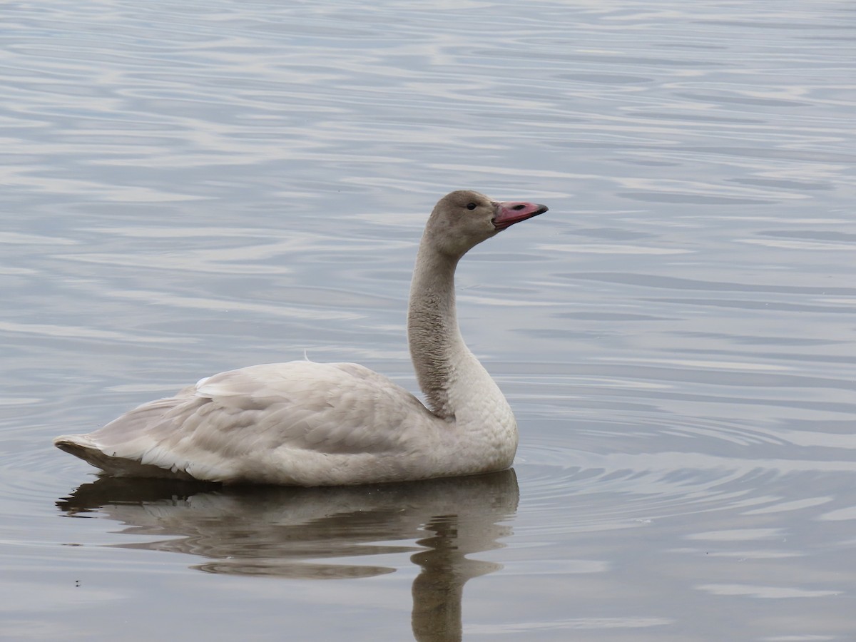 Tundra Swan - ML645869282