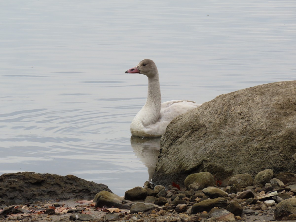 Tundra Swan - ML645869283