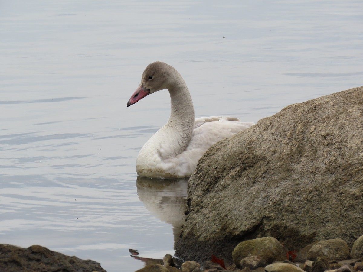 Tundra Swan - ML645869284