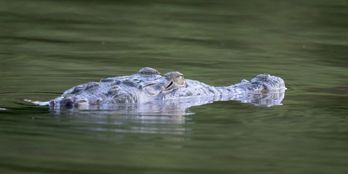American Crocodile - ML645869290