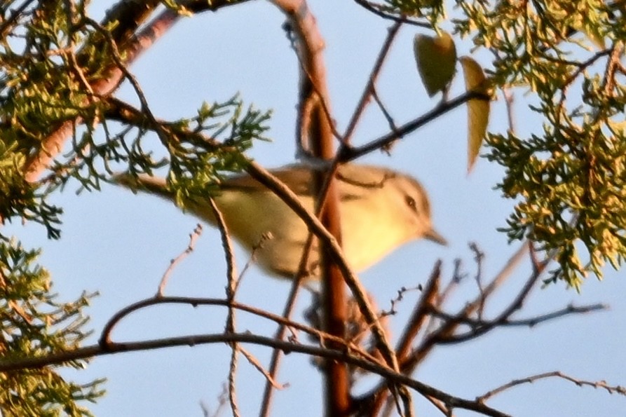 Bireo filadelfiarra - ML645869300