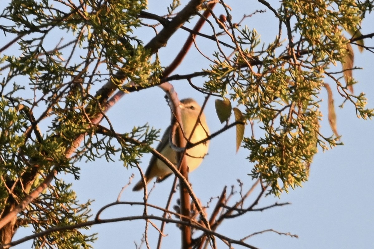 Bireo filadelfiarra - ML645869301