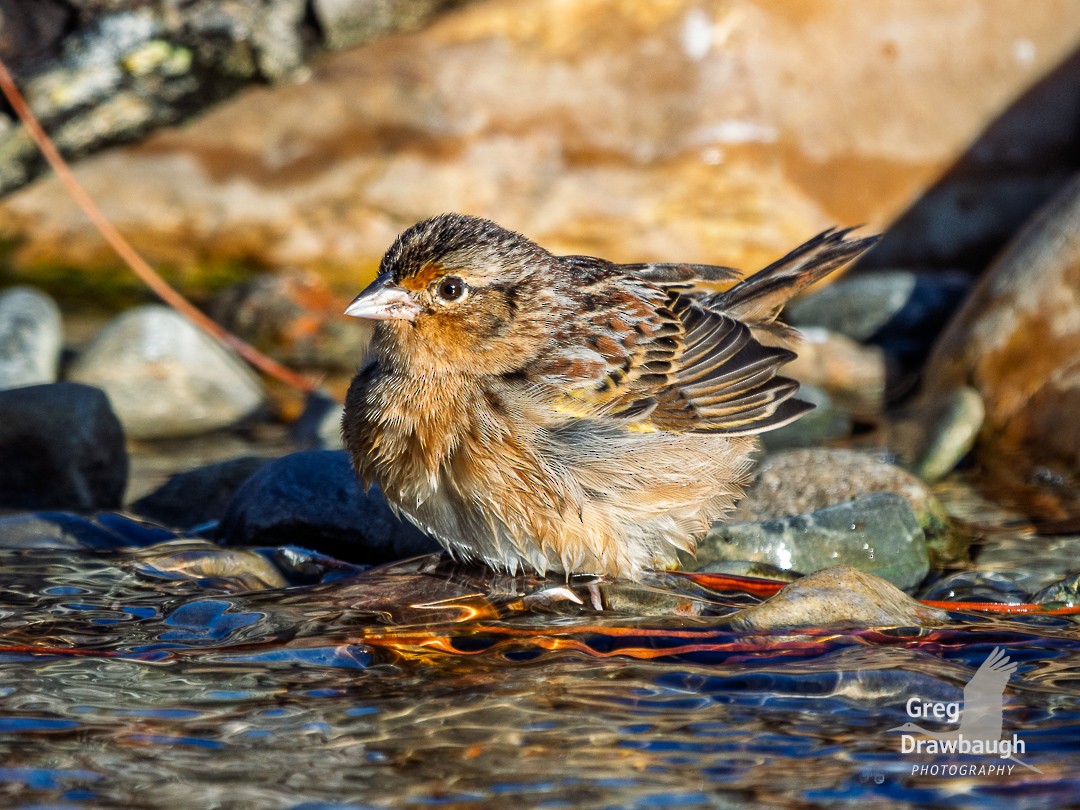 Grasshopper Sparrow - ML645869302
