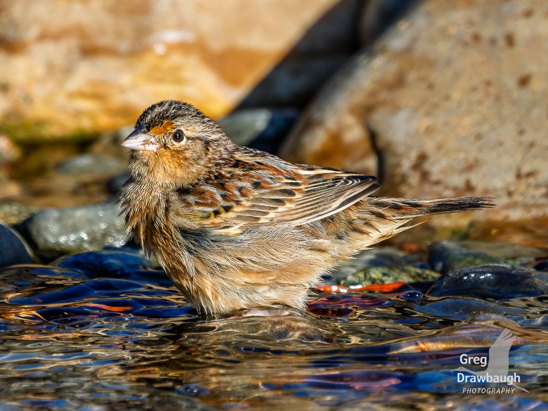 Grasshopper Sparrow - ML645869303