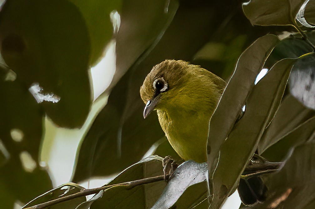 Lemon-bellied White-eye - ML645869304