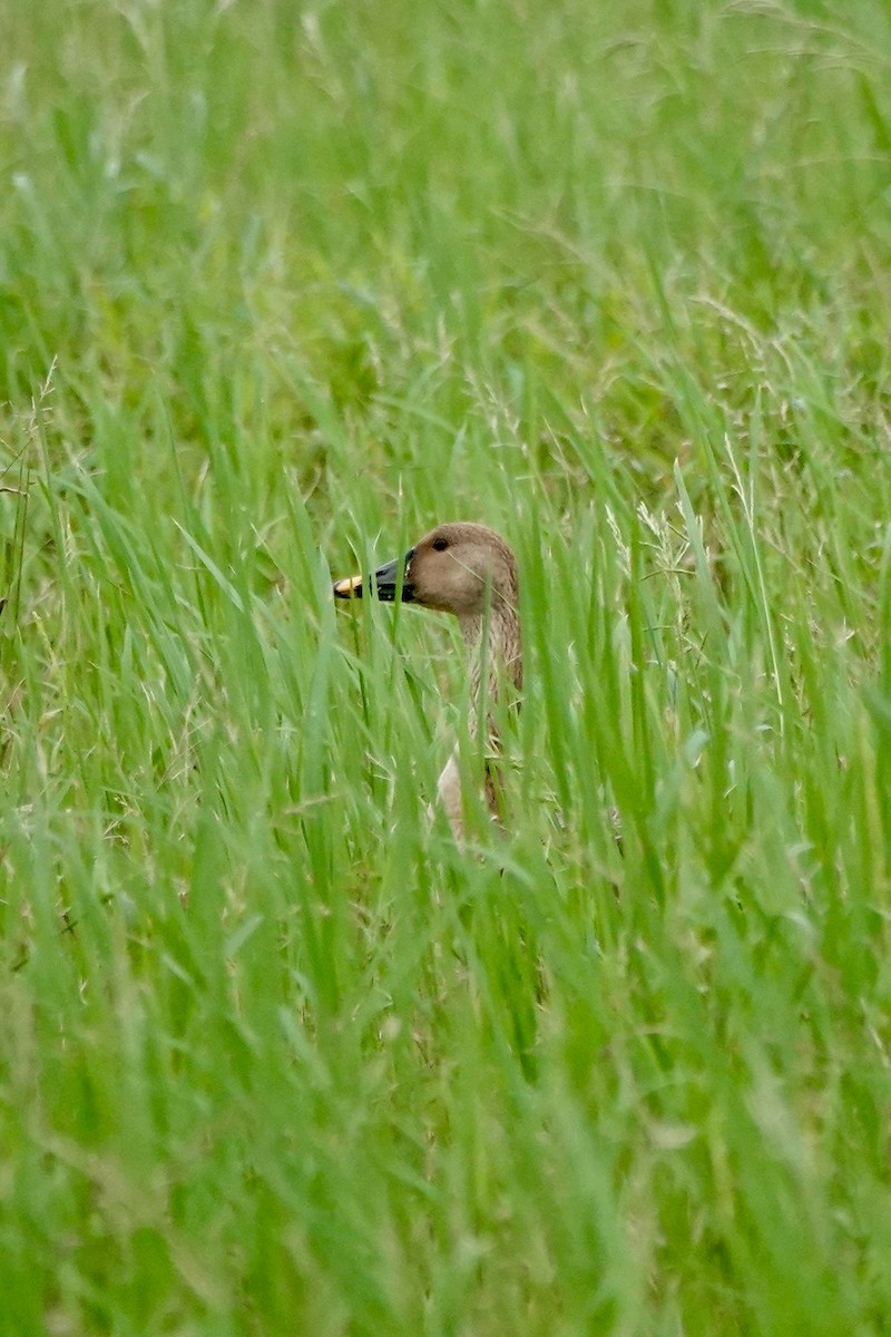 Taiga Bean-Goose - ML645869321