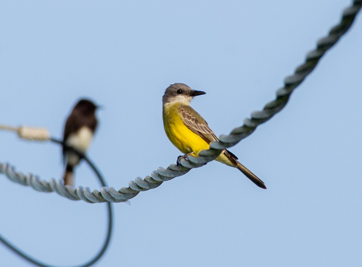 Tropical Kingbird - ML645869337
