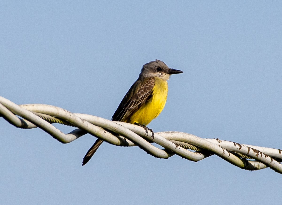Tropical Kingbird - ML645869338