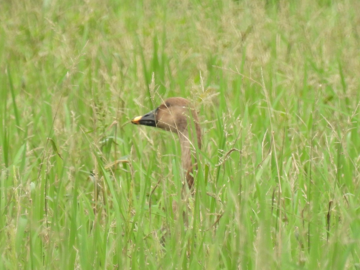 Taiga Bean-Goose - ML645869341