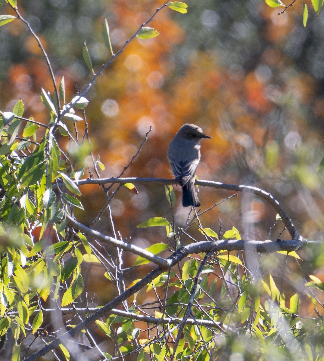 Say's Phoebe - ML645869346