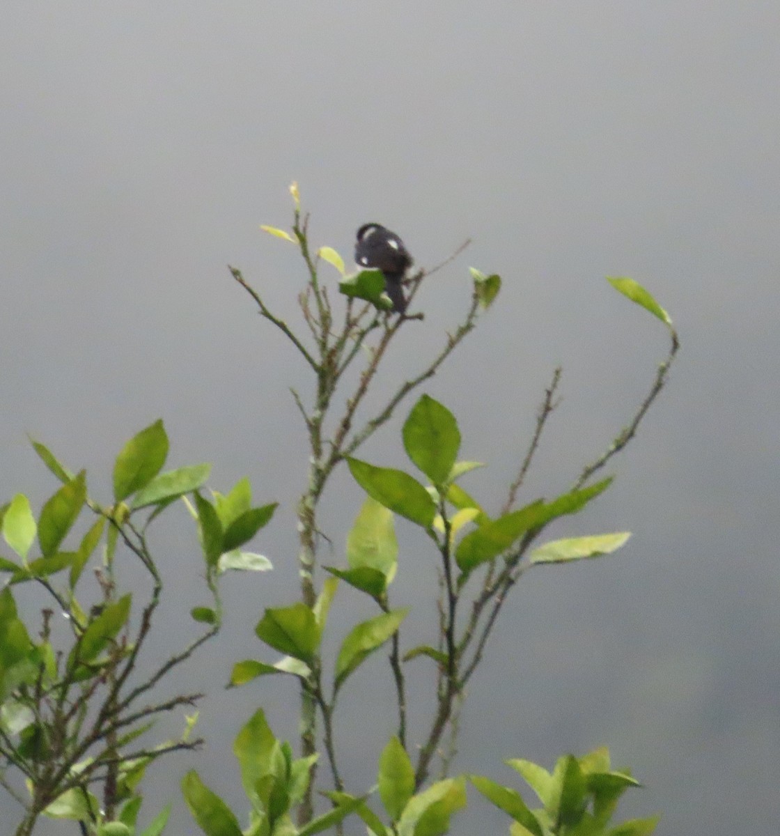 Variable Seedeater - ML645869347