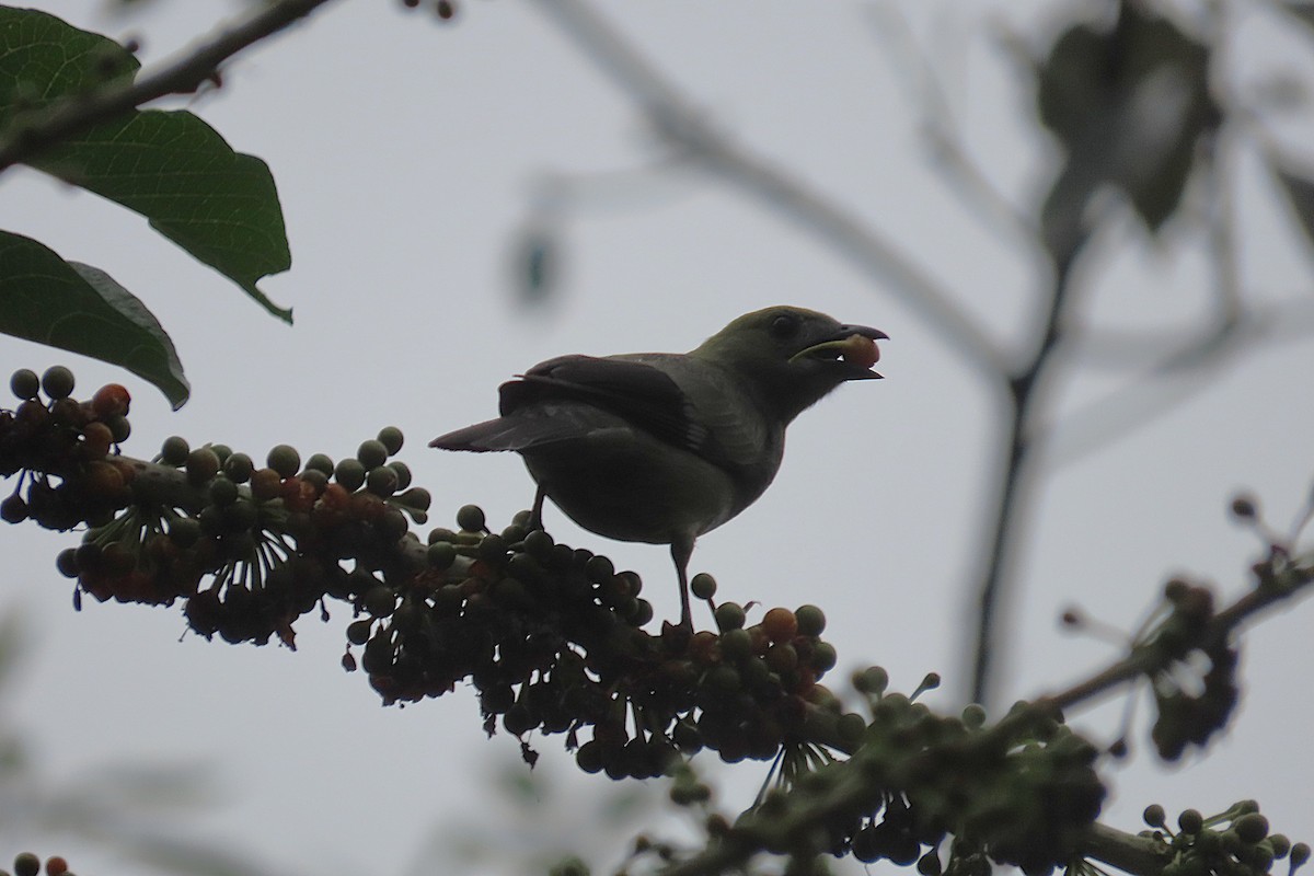 Tangara des palmiers - ML645869351