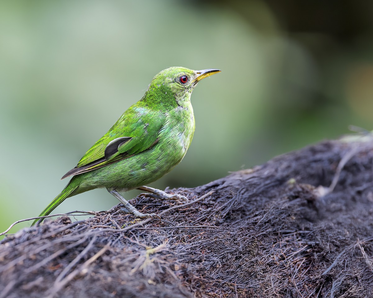 Green Honeycreeper - ML645869353