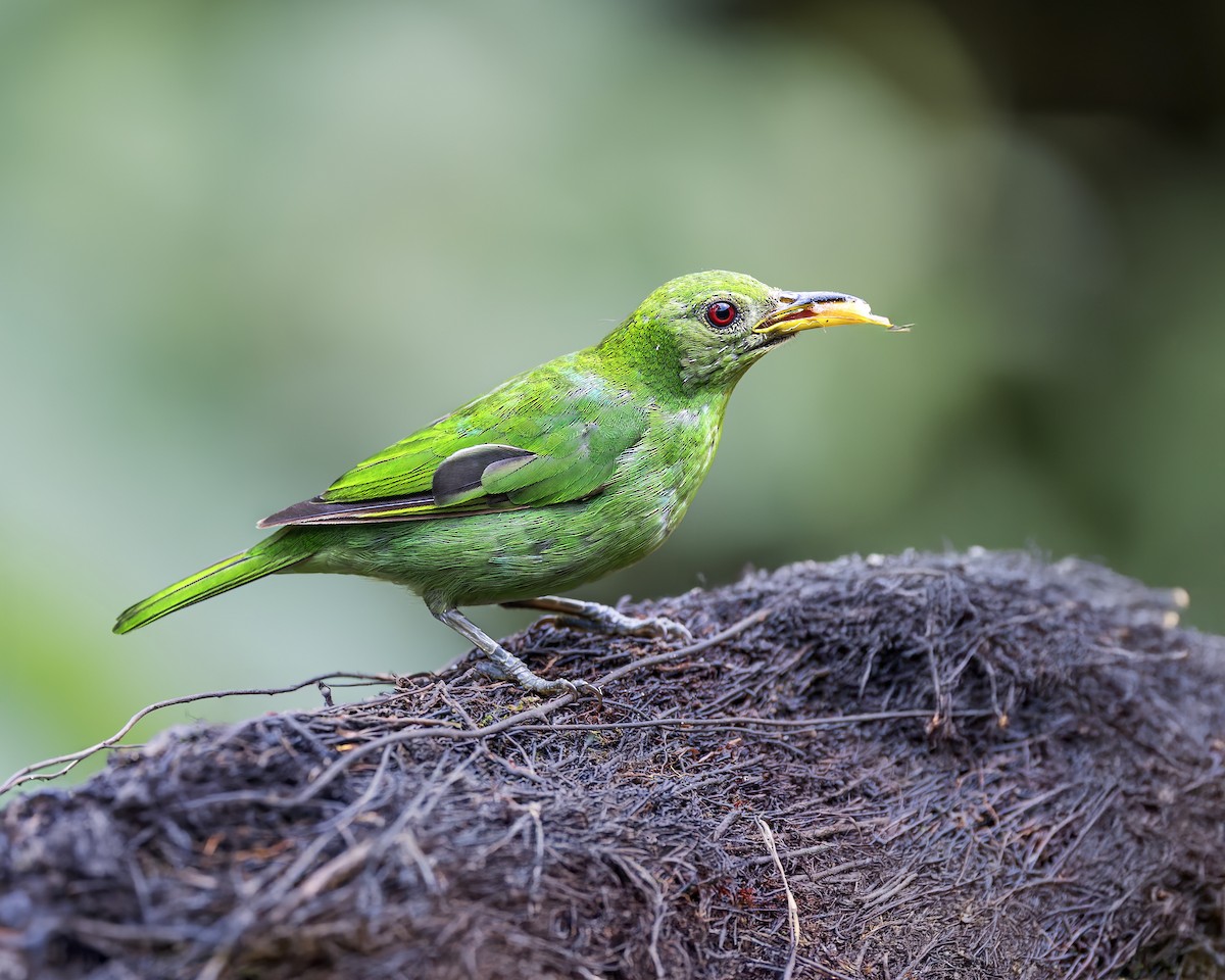 Green Honeycreeper - ML645869354