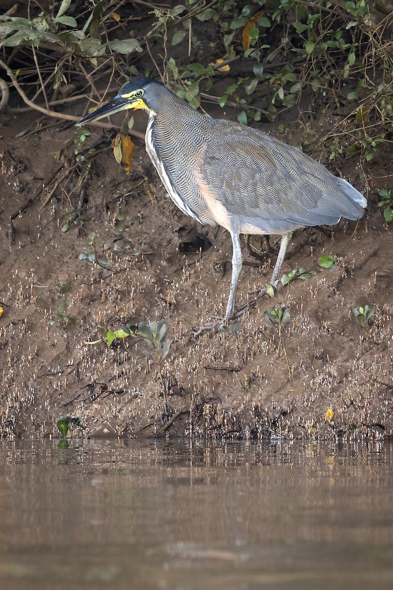 Bare-throated Tiger-Heron - ML645869360