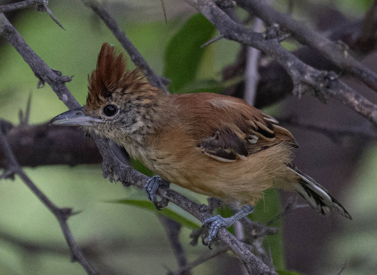 Black-crested Antshrike - ML645869364