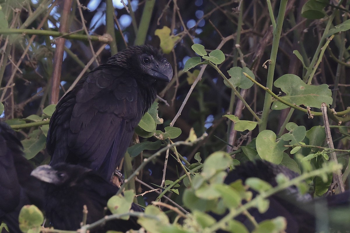 Smooth-billed Ani - ML645869366