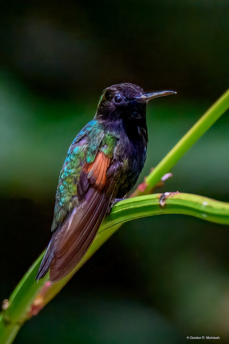 Black-bellied Hummingbird - ML645869367