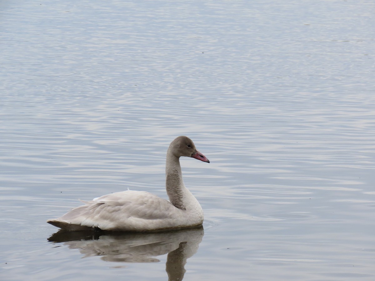 Tundra Swan - ML645869371