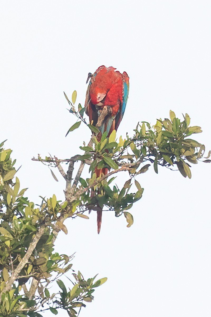 Scarlet Macaw - ML645869373