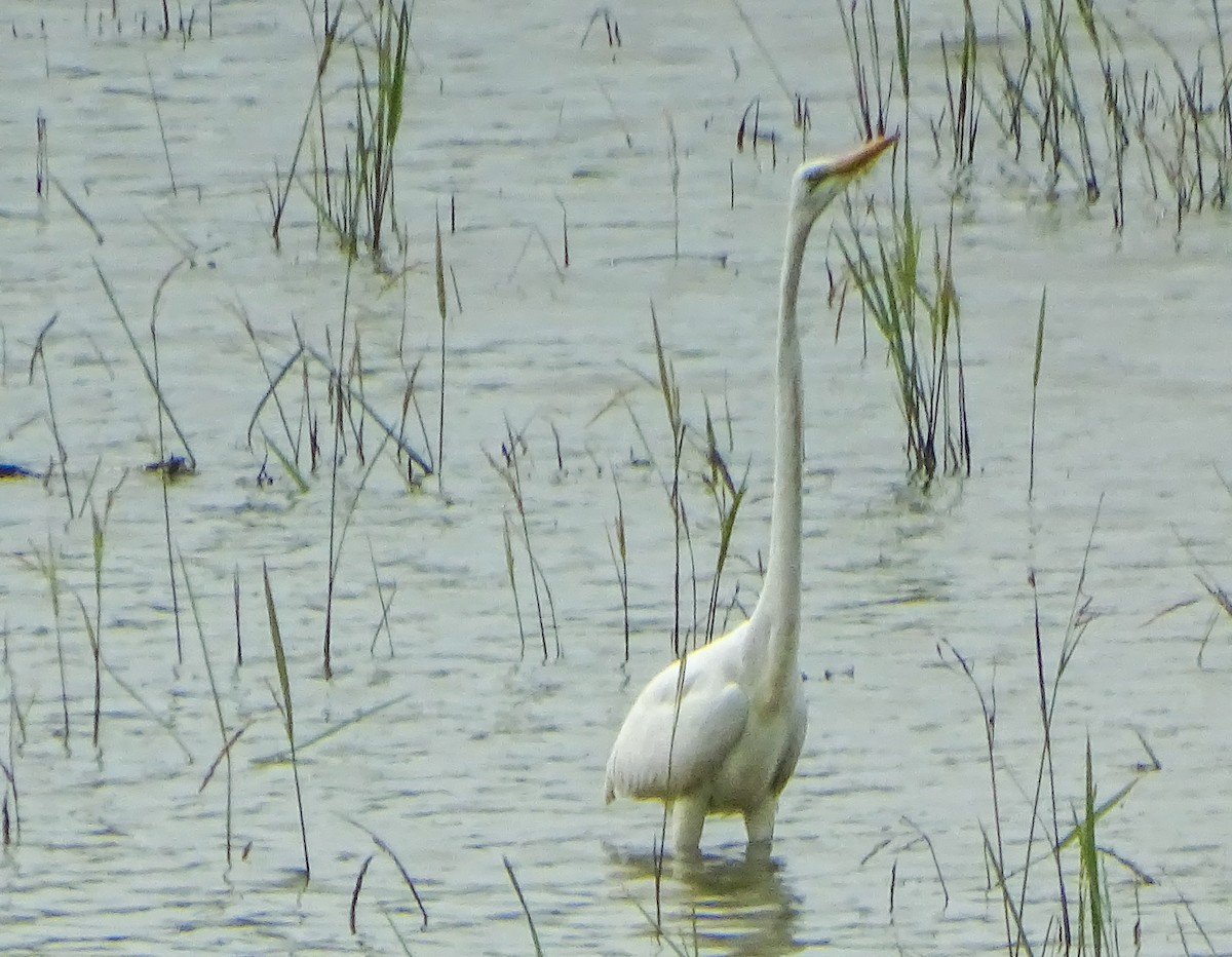 Silberreiher - ML645869379