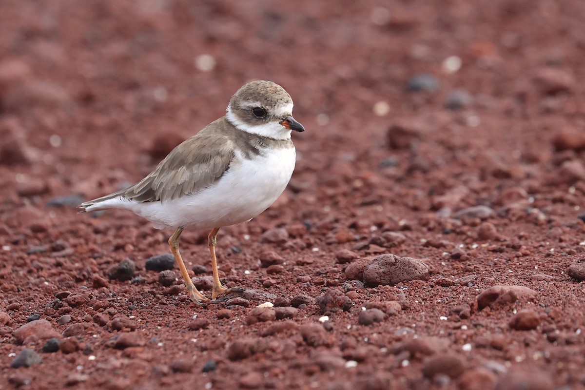 Semipalmated Plover - ML645869382
