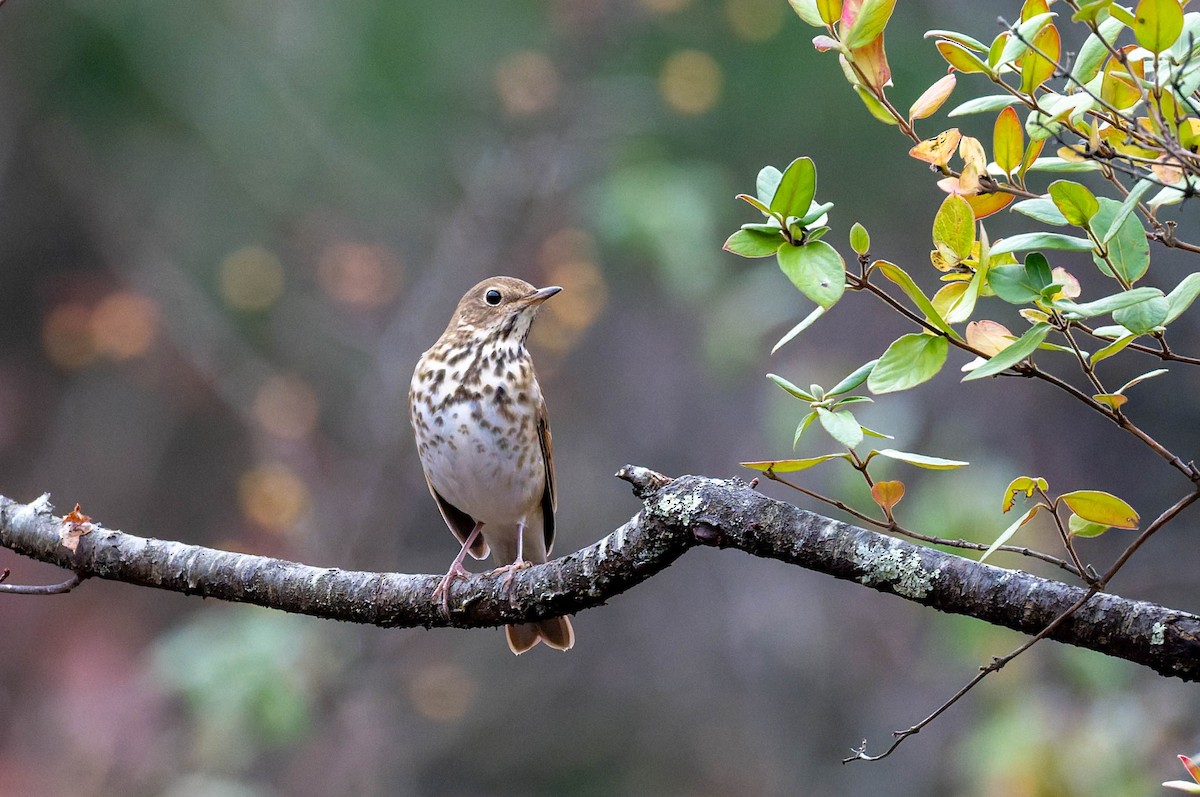 Hermit Thrush - ML645869389