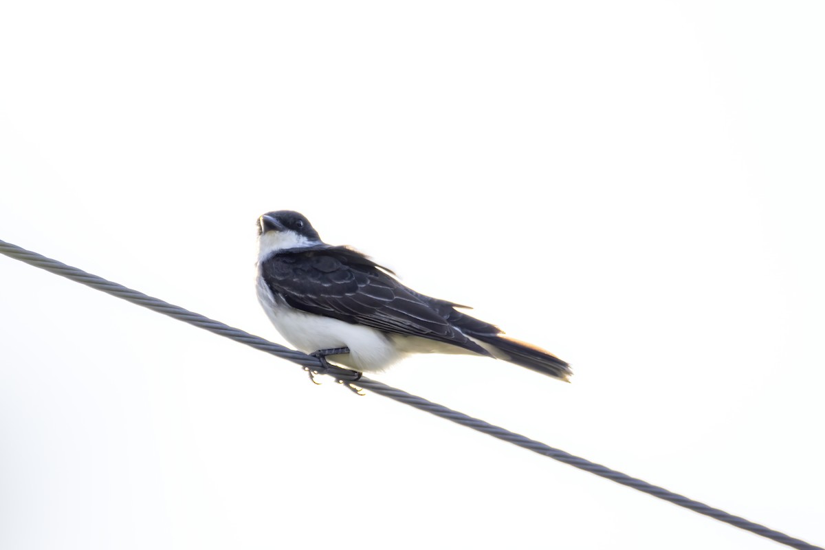 Tirano Oriental - ML645869394