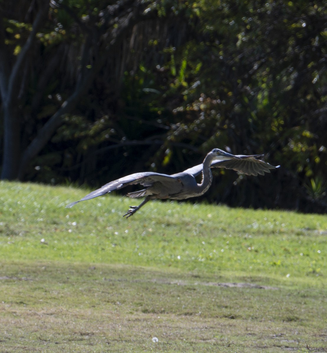 Great Blue Heron - ML645869396