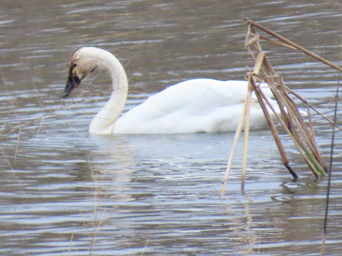 Tundra Swan - ML645869398