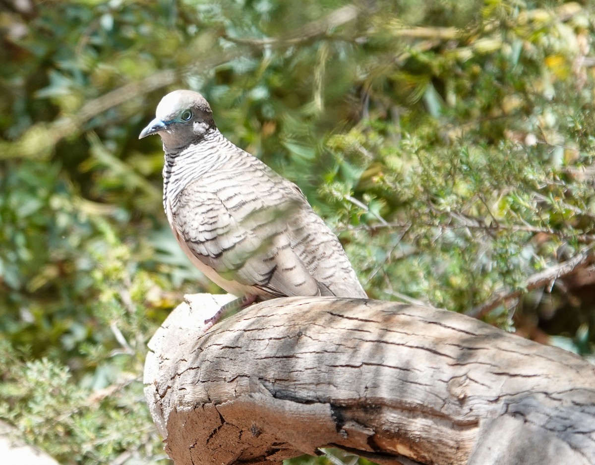 Peaceful Dove - ML645869400