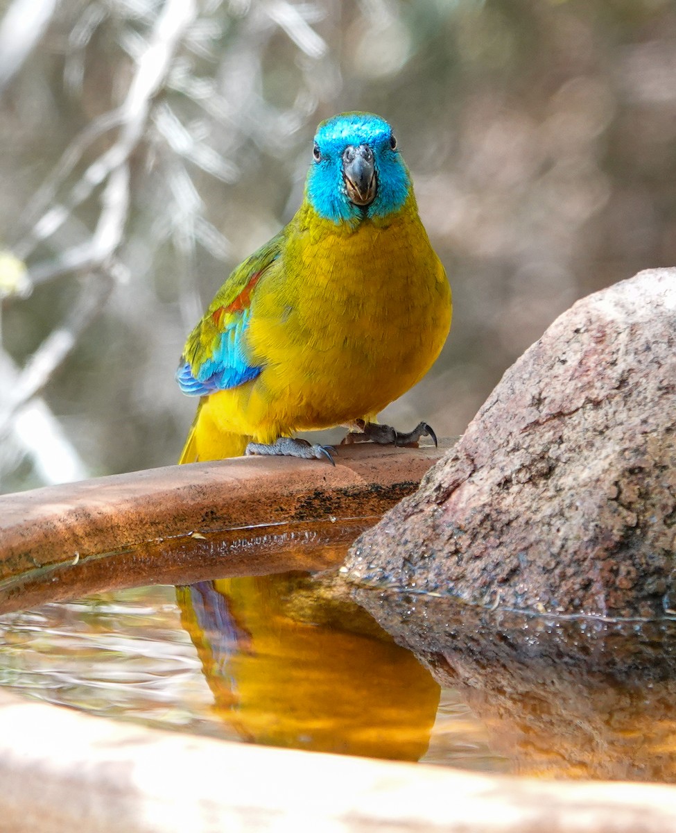 Turquoise Parrot - ML645869406